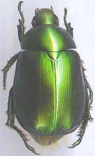 http://www.gorodinski.ru/scarabs/Anomala barbata.jpg